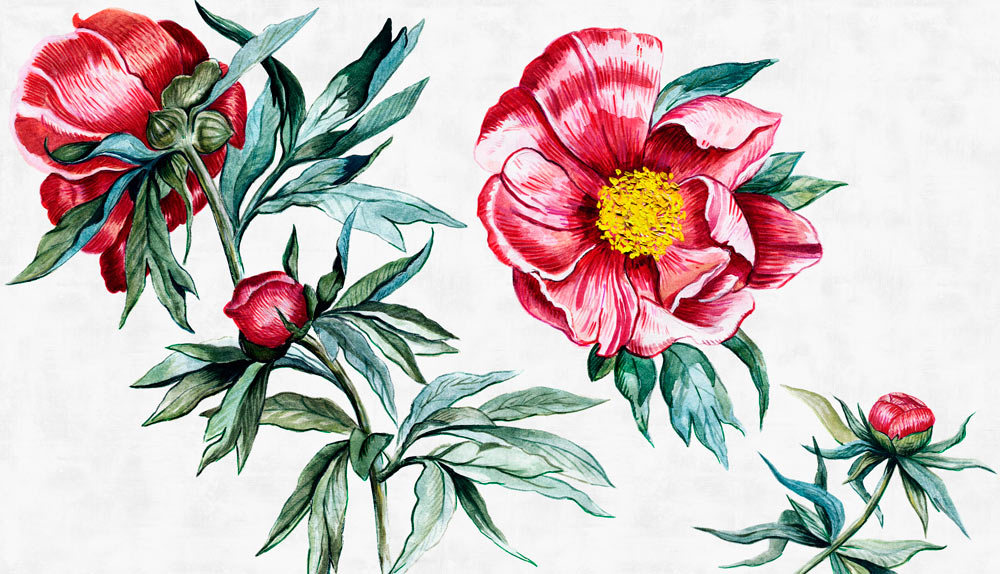 RED PEONY_04 RED PEONY №3, №4